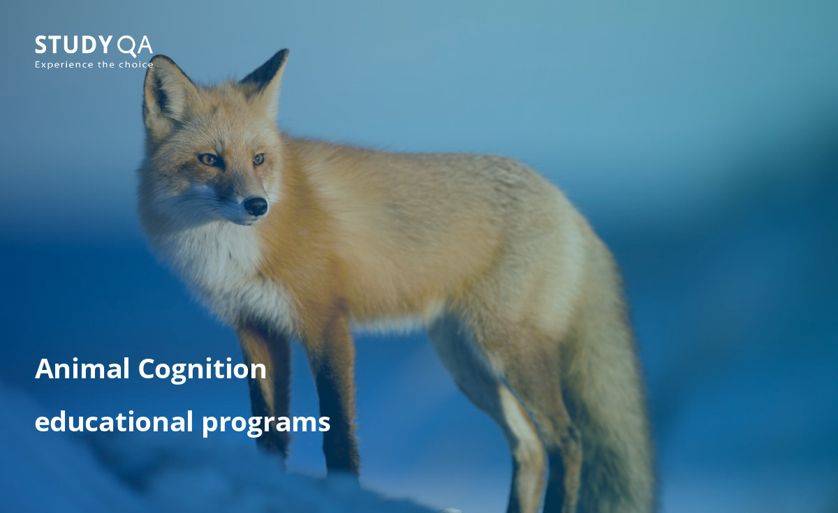 Animal Cognition is an interesting field of study that raises an important question in society concerning animals and their lives. On this page, you can a detailed information about this program, structure and costs of universities in order to get a degree. 