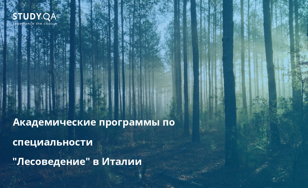 Академические программы по специальности "Лесоведение" в Италии Исследуйте мир лесных исследований в Италии по программе бакалавриата.