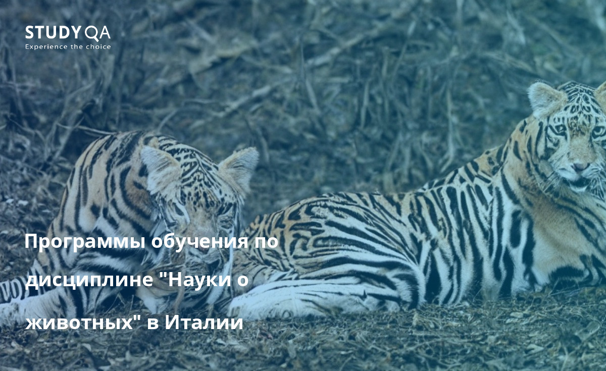 Программы обучения по дисциплине "Науки о животных" в Италии Науки о животных — это междисциплинарная область знаний, которая охватывает изучение всех животных, как домашних, так и диких. Она включает в себя изучение их биологии, поведения и экологии. Науки о животных — популярная область изучения в университетах по всему миру, и в этой области существует множество различных программ.