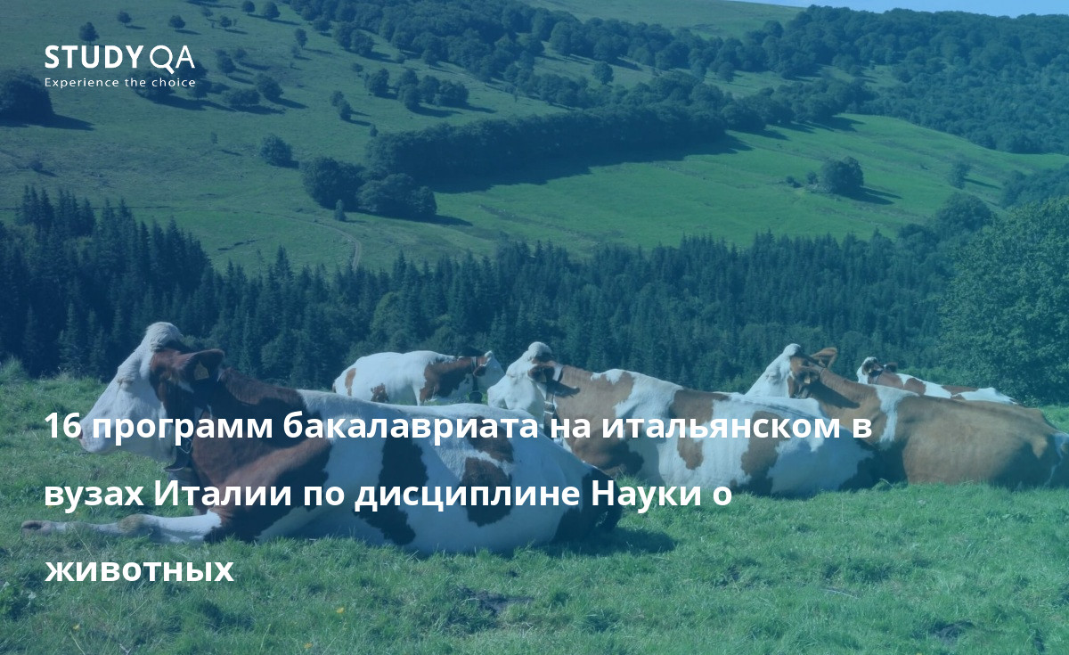 16 программ бакалавриата на итальянском в вузах Италии по дисциплине Науки о животных 16 программ бакалавриата на итальянском в вузах Италии по дисциплине Науки о животных