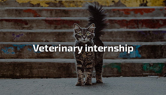 veterinary internship, medicine practice, animal work