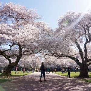 University of Washington