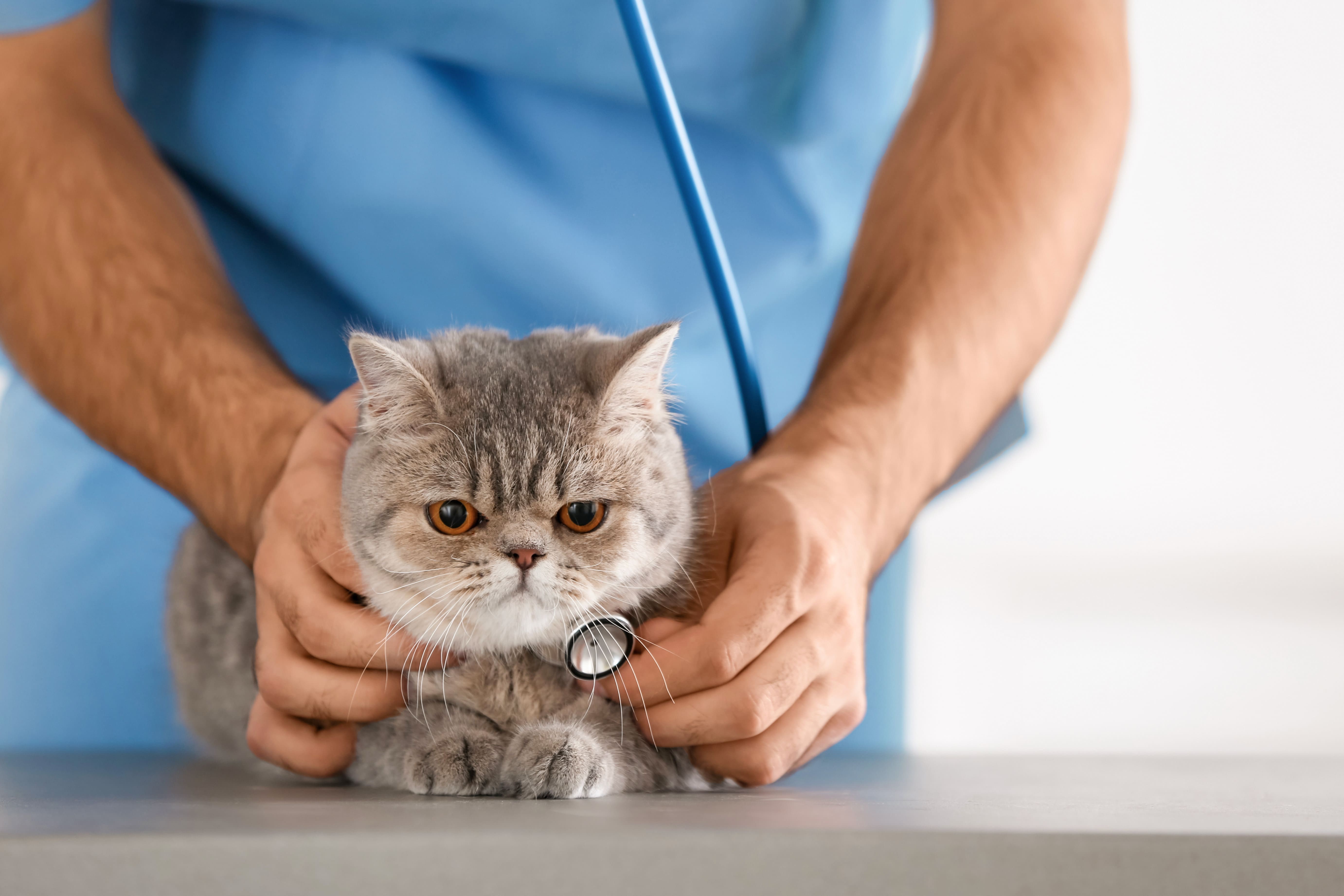 There is a broad range of academic programs in veterinary for people of all educational levels.