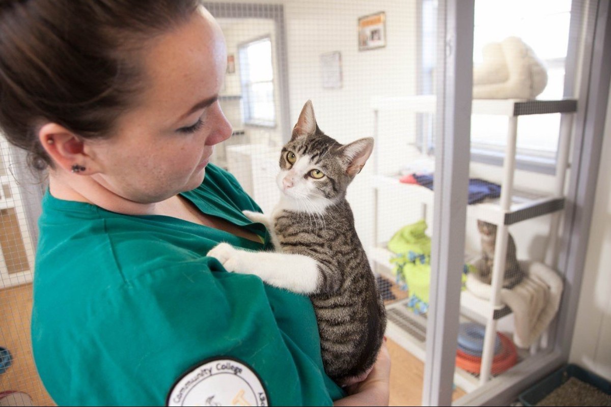 Veterinary-medicine academic programs There are academic programs in veterinary-medicine at several foreign universities.